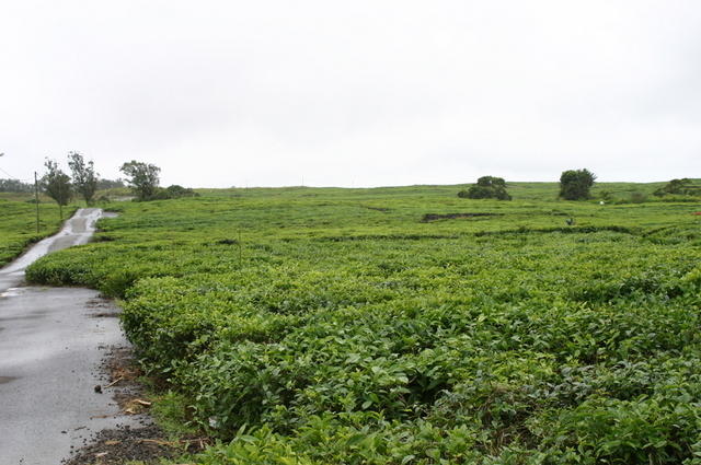 Plantaciones té Bois Chéri