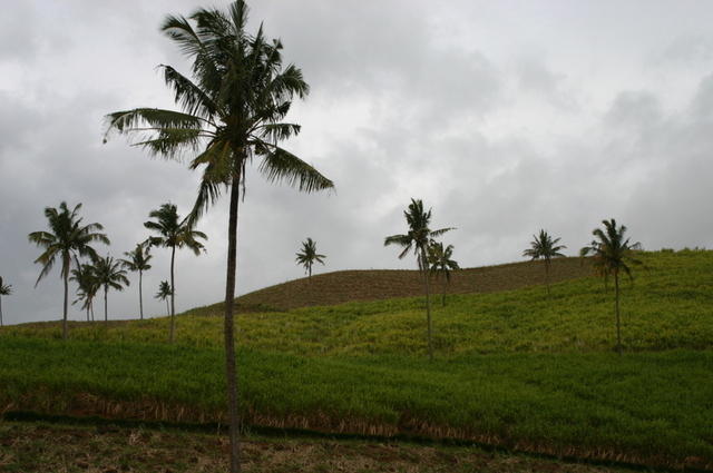 Palmeras y caña