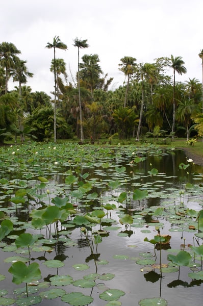 Lago de flores de loto