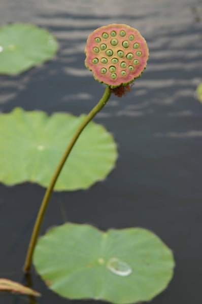 Fruto del loto