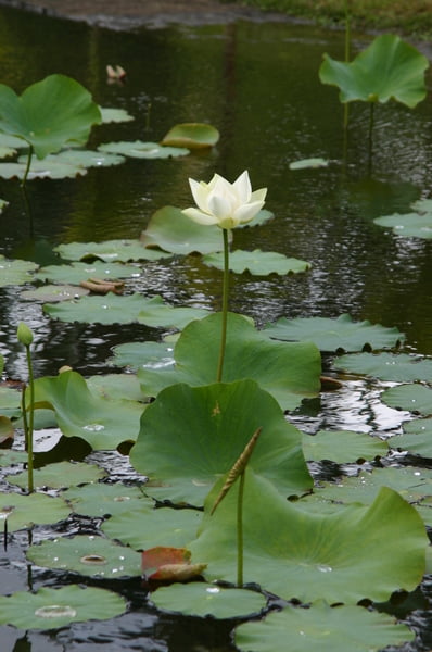 Flor de loto