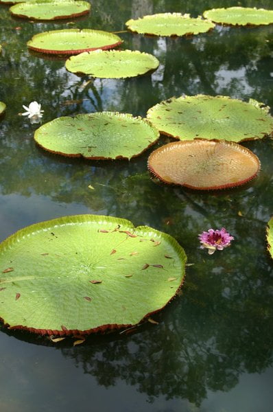 Nenúfares gigantes de Amazonas