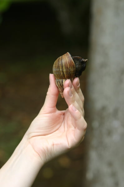 Caracol gigante