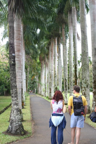 Palmeras Reales, procedentes de Cuba