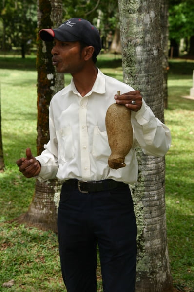 Fruto del árbol del salami