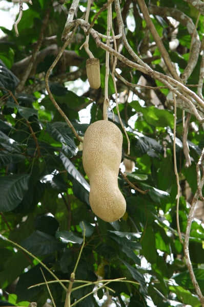 Detalle del fruto del árbol del salami