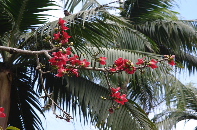 Palmera con flores