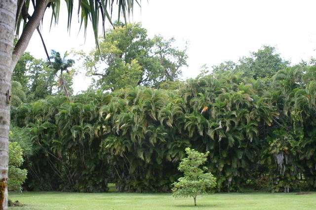 Seto impenetrable de palmeras