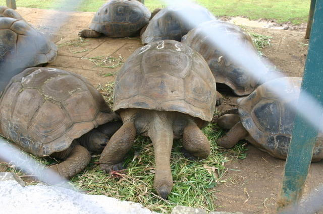 Tortugas gigantes Mauricio