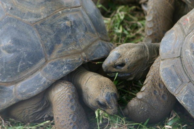 Tortugas apiñadas