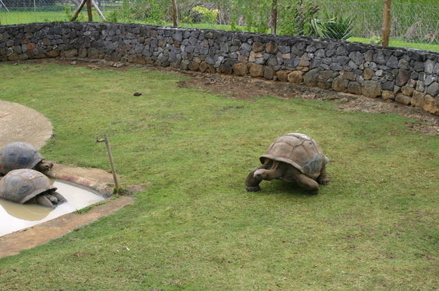 Tortuga a la carrera