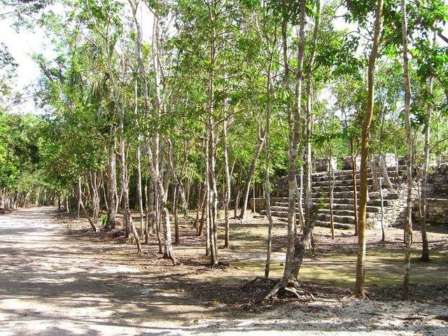 Cobá