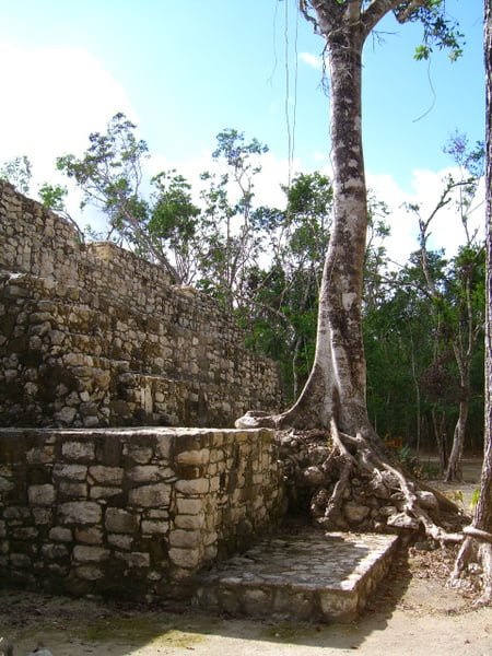 Estragos de la selva