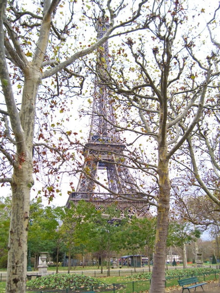 La torre Eiffel entre árboles