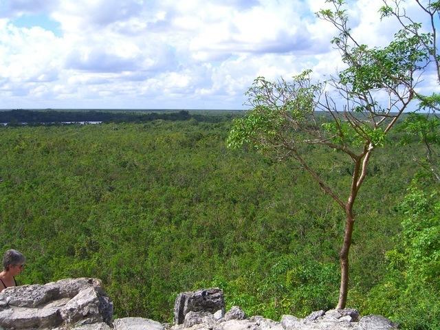 Vistas de la selva