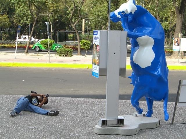 Cow Parade México