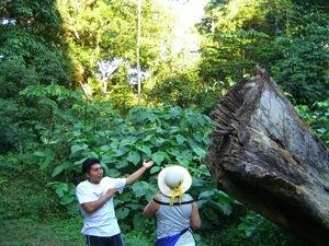 Árbol